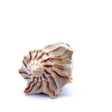 Original Dakshinavarti Shank Conch Right Handed Good Luck Shankha 100x70mm Shell