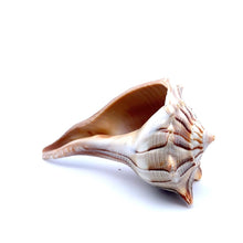 Original Dakshinavarti Shank Conch Right Handed Good Luck Shankha 100x70mm Shell
