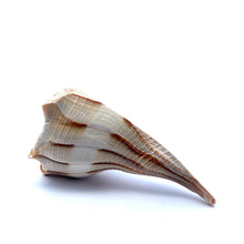 Original Dakshinavarti Shank Conch Right Handed Good Luck Shankha 100x70mm Shell