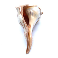Original Dakshinavarti Shank Conch Right Handed Good Luck Shankha 100x70mm Shell