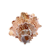 Original Devdutta Shank Conch Arjuna Shankha 130x90mm Historic Shell
