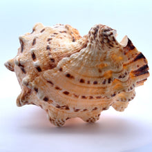 Original Devdutta Shank Conch Arjuna Shankha 130x90mm Historic Shell