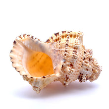 Original Devdutta Shank Conch Arjuna Shankha 130x90mm Historic Shell