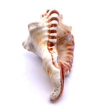 Original Ganesha Shank Conch Shankha 115x60mm Shell