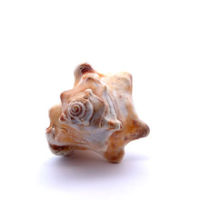 Original Ganesha Shank Conch Shankha 115x60mm Shell