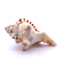 Original Ganesha Shank Conch Shankha 115x60mm Shell