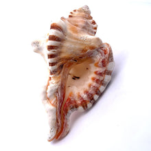 Original Ganesha Shank Conch Shankha 115x60mm Shell