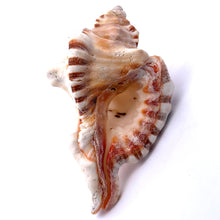 Original Ganesha Shank Conch Shankha 115x60mm Shell