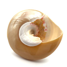 Original Moti Shank Pearl Conch Shankha 100x90mm Mother of Pearl White Shell