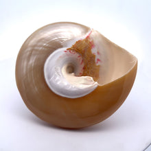 Original Moti Shank Pearl Conch Shankha 100x90mm Mother of Pearl White Shell