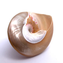 Original Moti Shank Pearl Conch Shankha 100x90mm Mother of Pearl White Shell