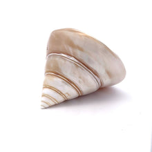 Original Moti Shank Pearl Conch Shankha 70x60mm RARE Gleaming White Shell