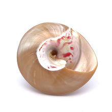 Original Moti Shank Pearl Conch Shankha 70x60mm RARE Gleaming White Shell