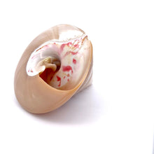 Original Moti Shank Pearl Conch Shankha 70x60mm RARE Gleaming White Shell