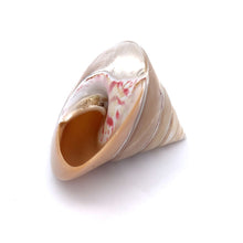 Original Moti Shank Pearl Conch Shankha 70x60mm RARE Gleaming White Shell