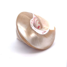 Original Moti Shank Pearl Conch Shankha 70x60mm RARE Gleaming White Shell