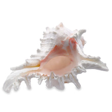 Original Suryamukhi Shank Conch Vishnu Shankha 140x100mm Shell