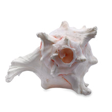 Original Suryamukhi Shank Conch Vishnu Shankha 140x100mm Shell