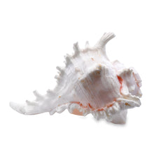 Original Suryamukhi Shank Conch Vishnu Shankha 140x100mm Shell