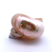 Original Turban Mother of Pearl Shank Conch Shankha 100x60mm Shell