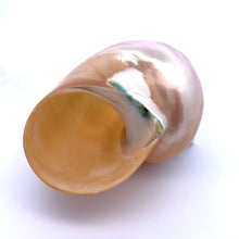 Original Turban Mother of Pearl Shank Conch Shankha 100x60mm Shell