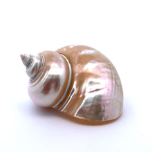 Original Turban Mother of Pearl Shank Conch Shankha 100x60mm Shell