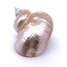 Original Turban Mother of Pearl Shank Conch Shankha 100x60mm Shell
