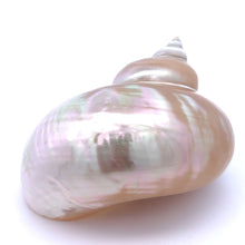 Original Turban Mother of Pearl Shank Conch Shankha 100x60mm Shell