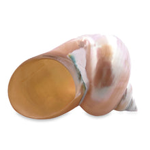 Original Turban Mother of Pearl Shank Conch Shankha 100x60mm Shell