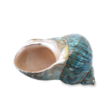 Original Turban Shank Green Conch Turbo Shankha 100x60mm Shell