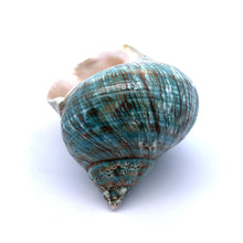 Original Turban Shank Green Conch Turbo Shankha 100x60mm Shell