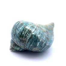 Original Turban Shank Green Conch Turbo Shankha 100x60mm Shell