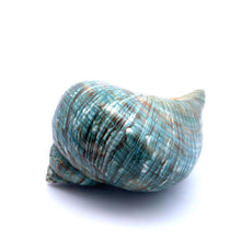 Original Turban Shank Green Conch Turbo Shankha 100x60mm Shell