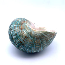 Original Turban Shank Green Conch Turbo Shankha 100x60mm Shell